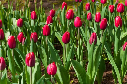 group of blooming red tulips