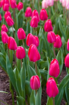 group of blooming red tulips