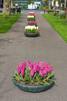 several planters with blooming flowers