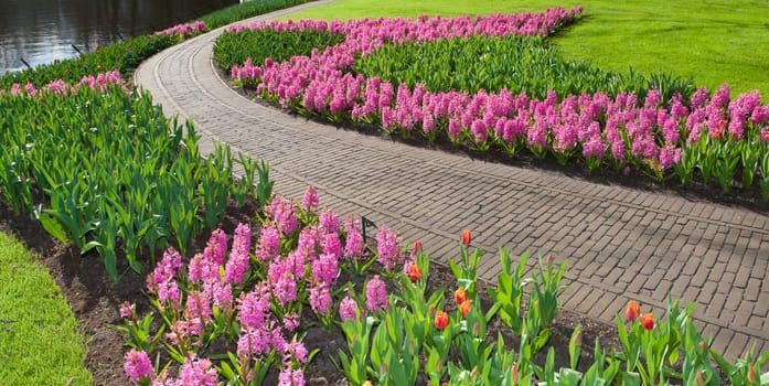 blooming flowers next to a footpath in a park