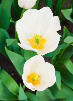 closeup of two blooming white tulips