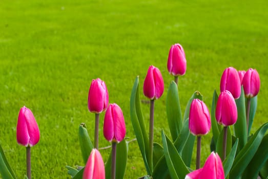 group of blooming red tulips against a background of grass