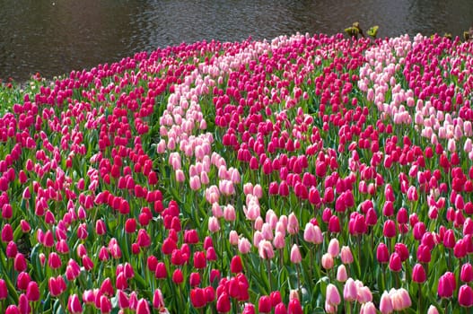 red and pink tulips in the Keukenhof