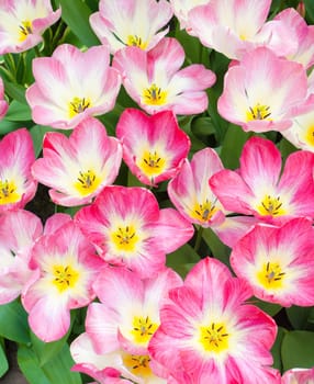 top view of blooming pink tulips, can be used as a background