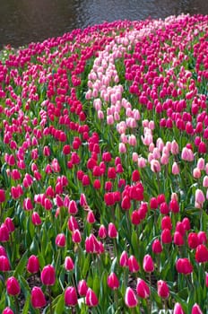 red and pink tulips in the Keukenhof