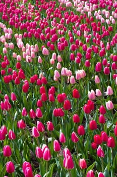 red and pink tulips in the Keukenhof