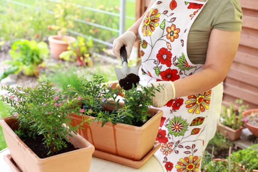 Elderly woman replanting flowers for better growth