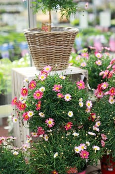 Beautiful marguerite tree in flower shop