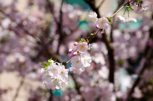 plum tree flowers in spring