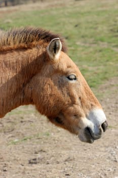 Przewalski's horse in spring