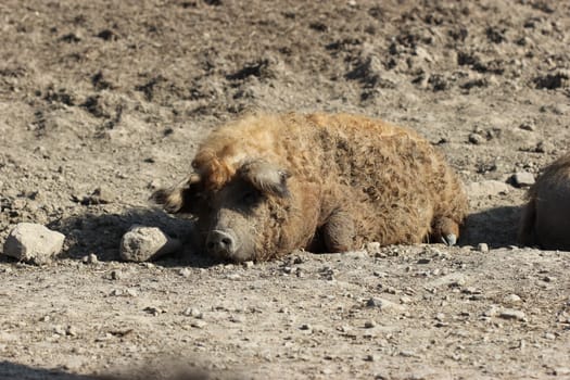 Sleeping woolly pig sow at Sababurg Zoo
