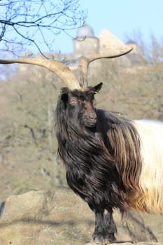 Valais black-necked goat in front of the Sababurg