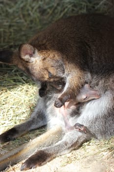 Bennett kangaroo mother cleans her baby in the pouch