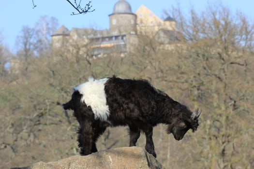 Valais black-necked kid in front of the Sababurg