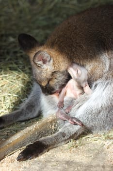 Bennett kangaroo mother cleans her baby in the pouch