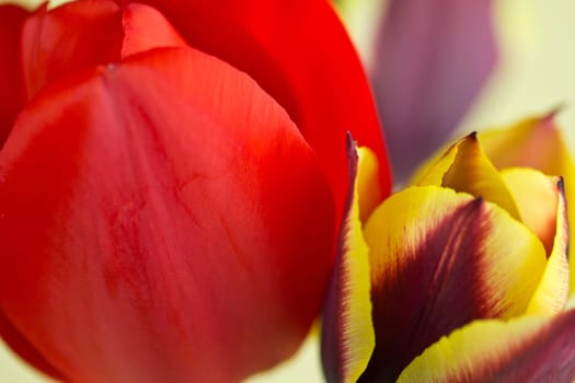 A close up of a Tulip display