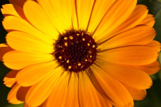 A close up of a bright orange marigold