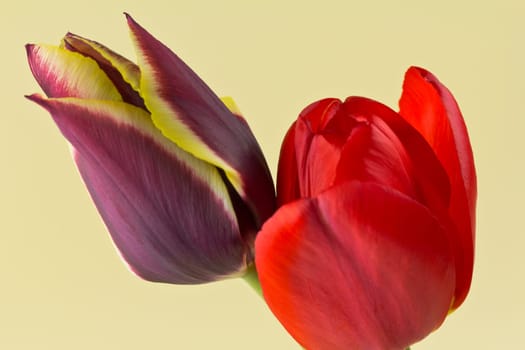Pair of Tulips on a yellow background