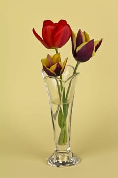 Tulips in a Glass Vase on a yellow background