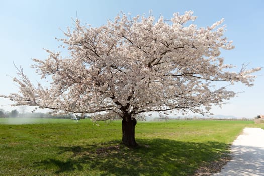 Cherry tree in full bloom,in sunny weather in a meadow