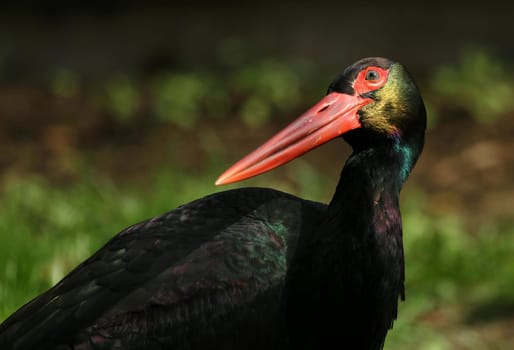 Black stork