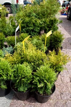 thuja seedlings for sale on the flower market
