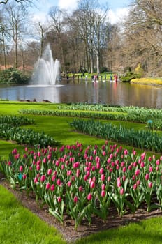 beautiful arranged garden with tulips in the Keukenhof, Netherlands