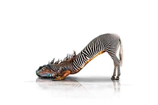 Zebra lizard