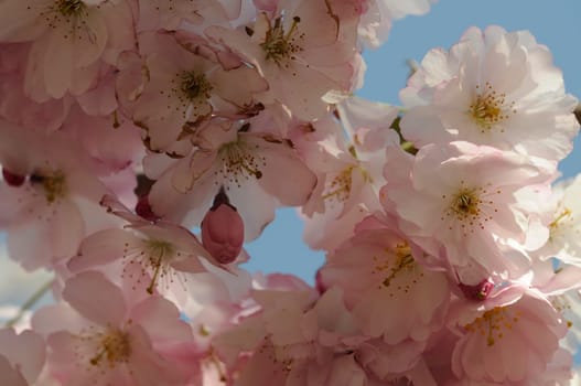 Cherry blossom dreams