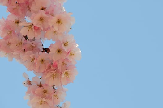 Cherry blossom dreams