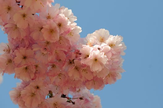 Cherry blossom dreams