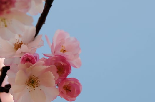 Cherry blossom dreams