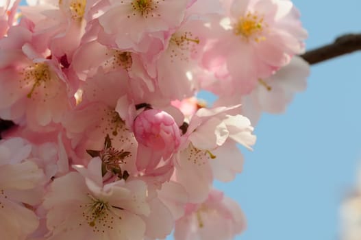 Cherry blossom dreams