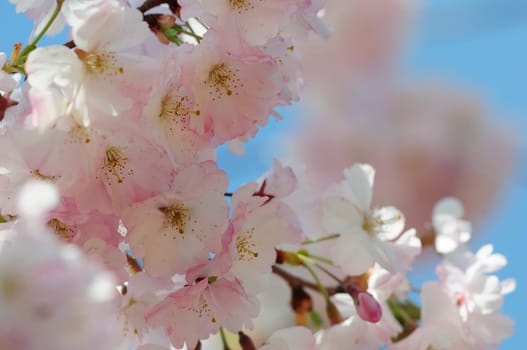 Cherry blossom dreams