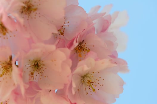Cherry blossom dreams