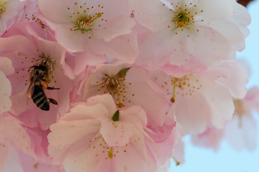Cherry blossom dreams