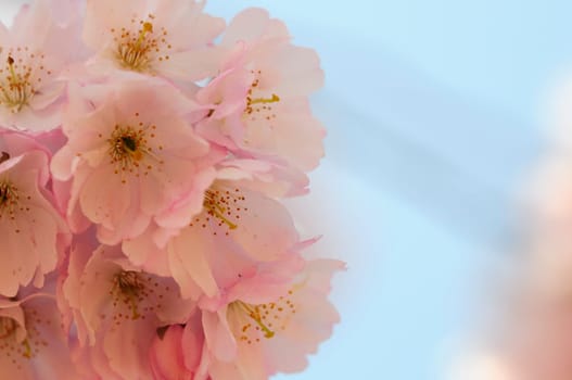 Cherry blossom dreams
