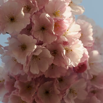 Cherry blossom dreams