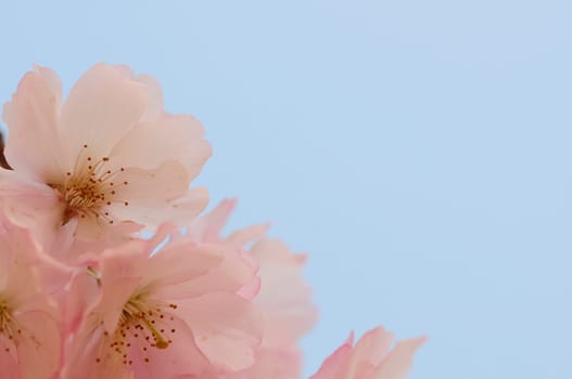 Cherry blossom dreams