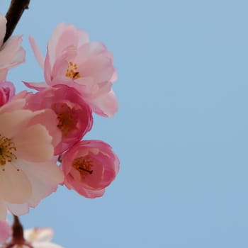 Cherry blossom dreams