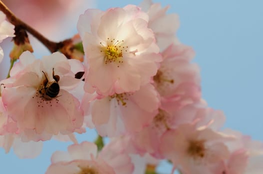 Cherry blossom dreams