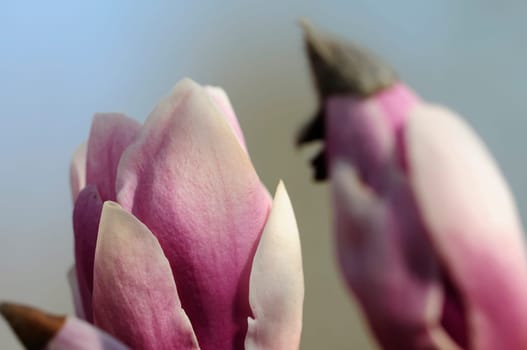 Magnolia
