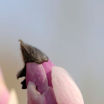 Magnolia