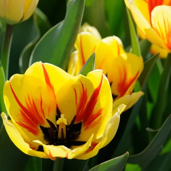 tulip