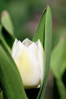 tulip
