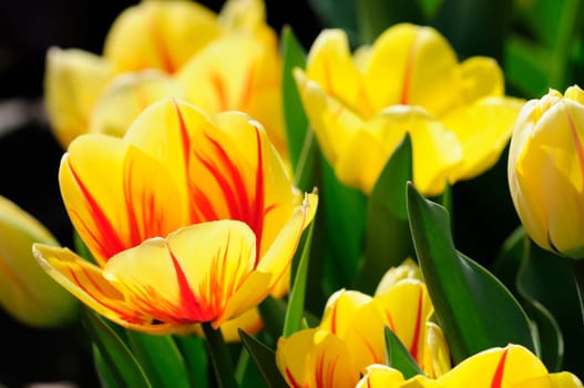 tulip
