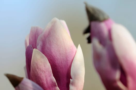 Magnolia