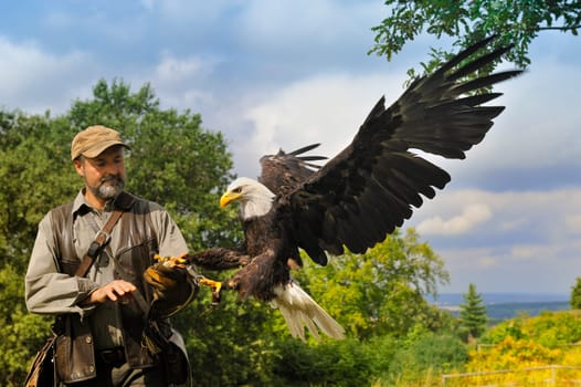 Falconer and his bald eagles.Bald eagle lands on his falconer.