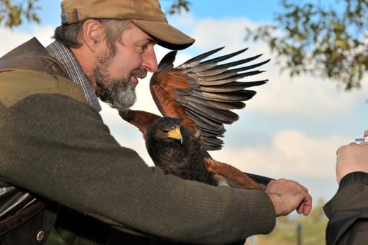 Falke im Falken Hof Harz ,Burg und Festung Regenstein,Sachsen Anhalt.
