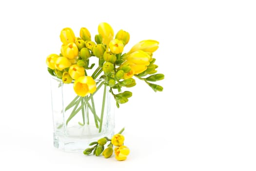 yellow freesia in a vase